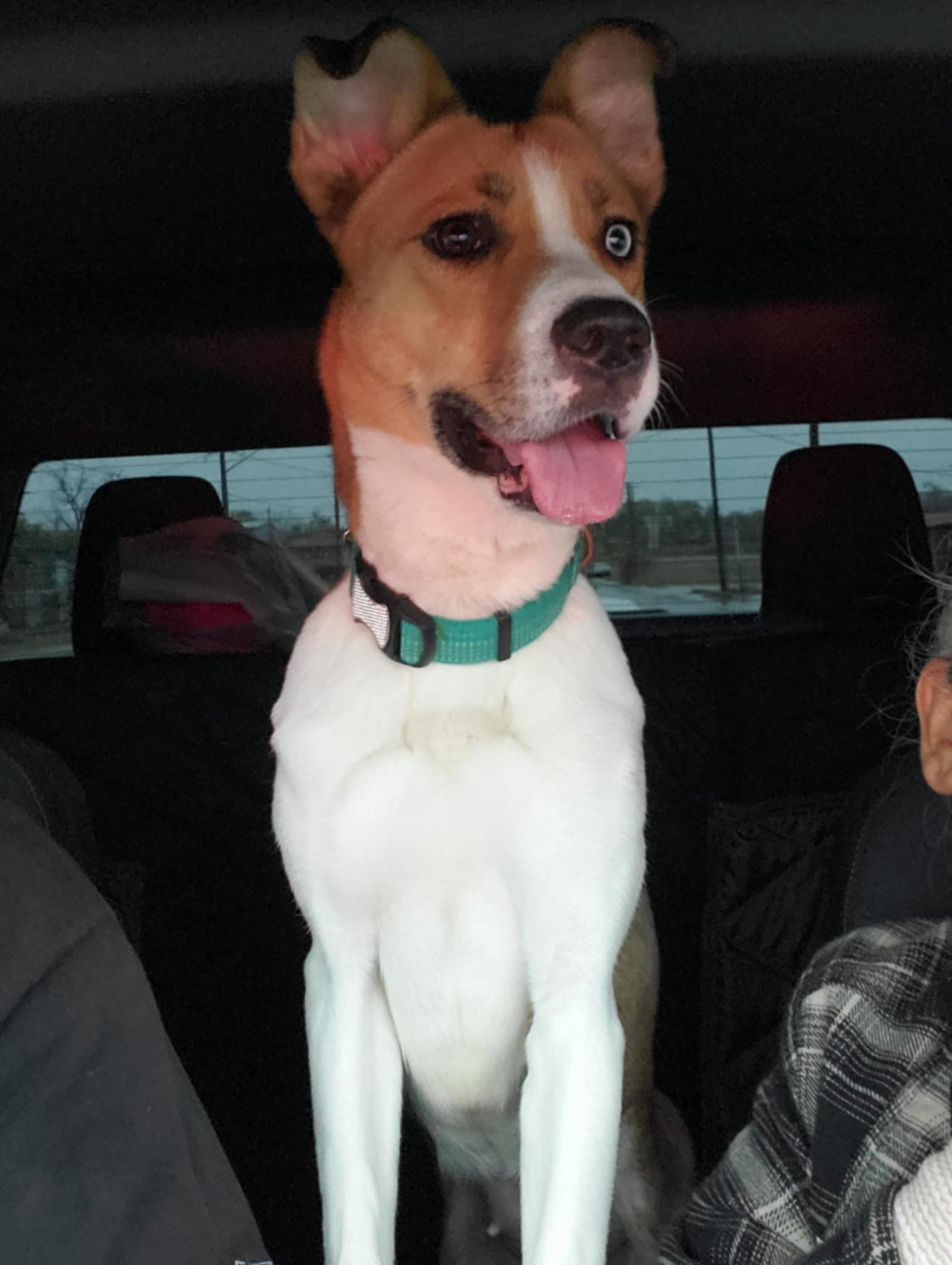 Enlarge Penny, a Adoptable mixed breed in Boise, ID image 5/6
