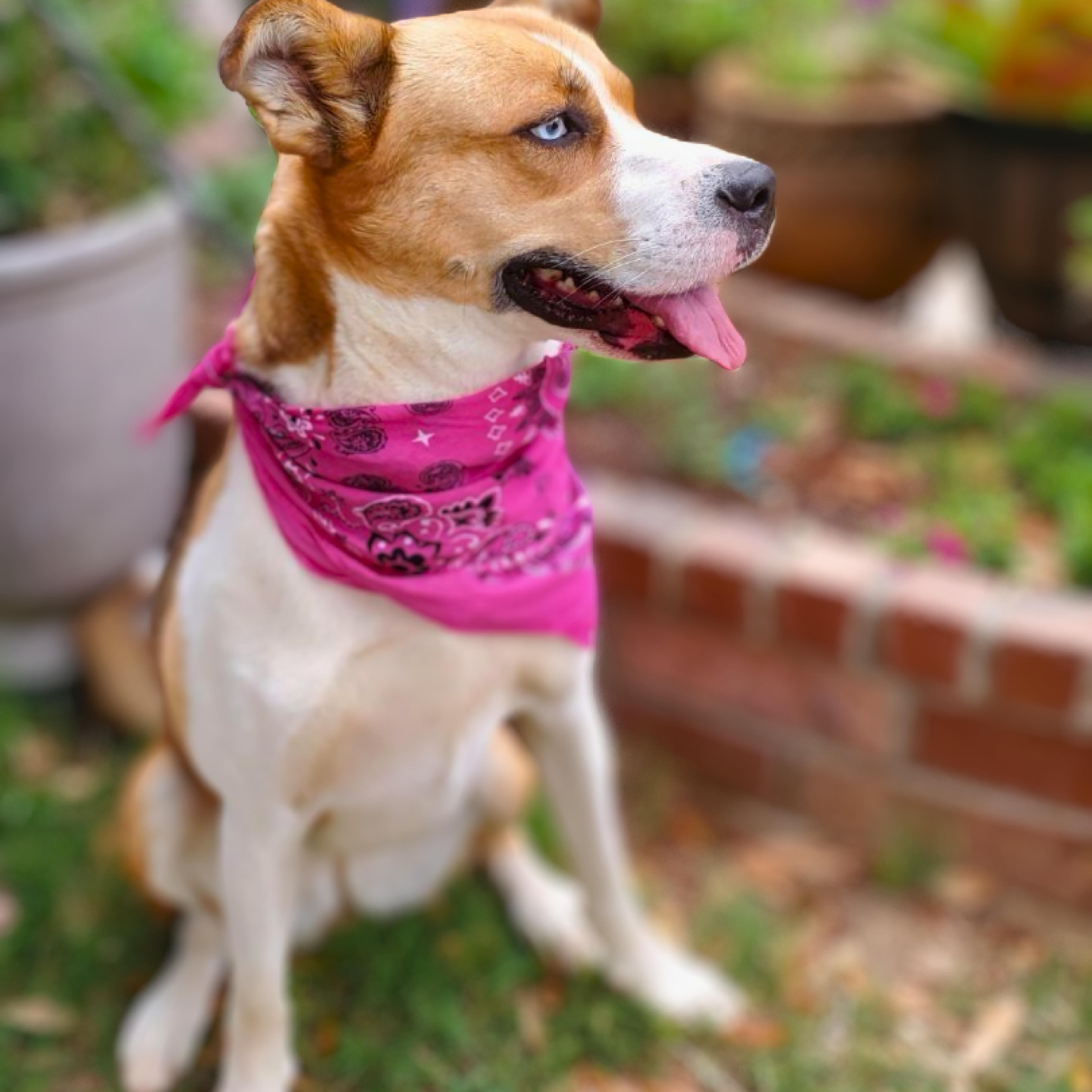 Enlarge Penny, a Adoptable mixed breed in Boise, ID image 2/6