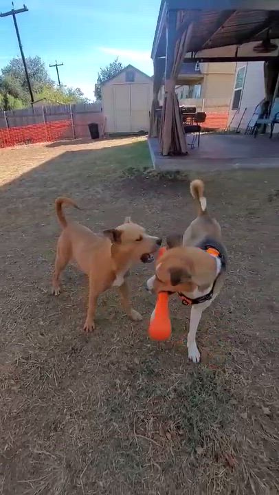 Enlarge Penny, a Adoptable mixed breed in Boise, ID video 6/6