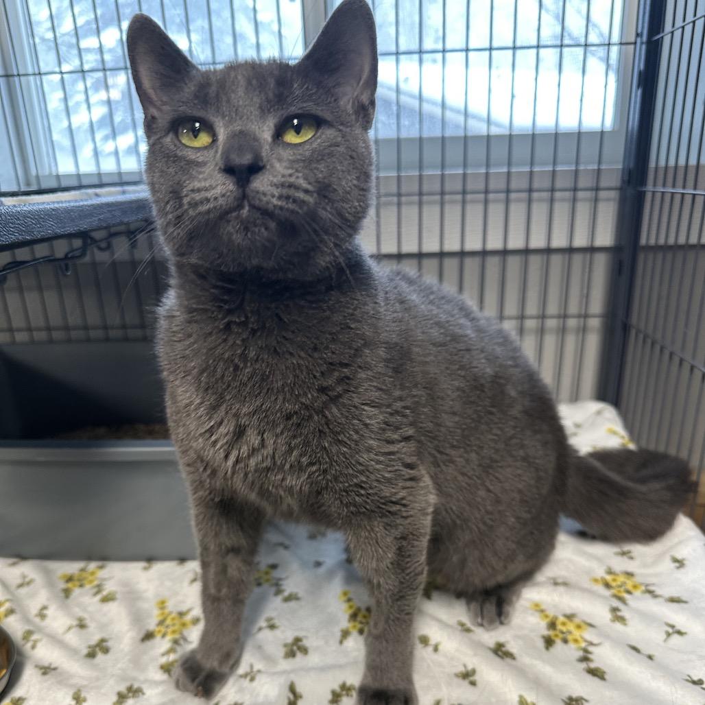 Springer, Adoptable, Adult Female Domestic Short Hair.