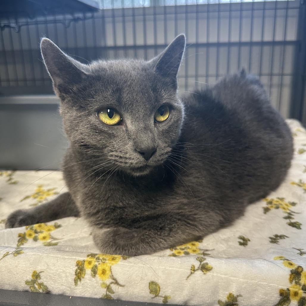 Springer, a Adoptable Domestic Short Hair in Puslinch, ON image 2/6