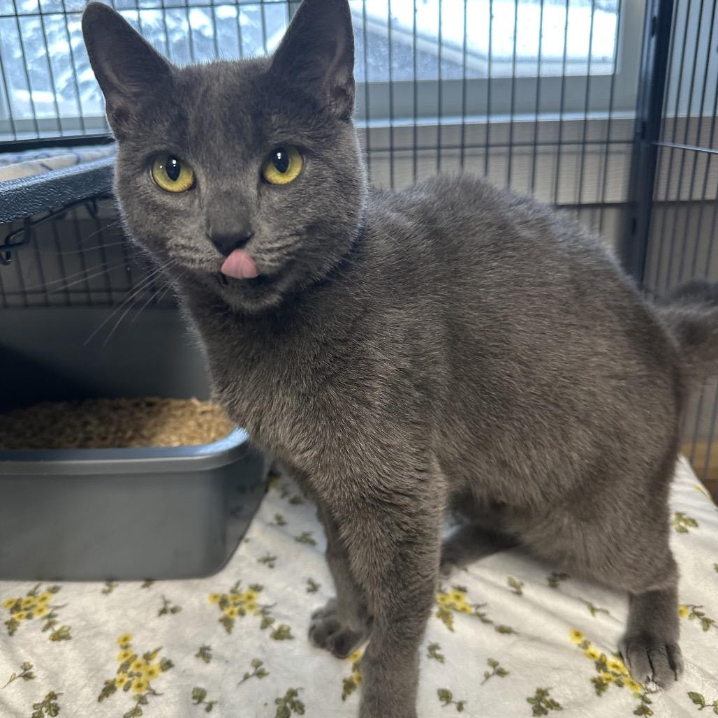 Springer, a Adoptable Domestic Short Hair in Puslinch, ON image 3/6