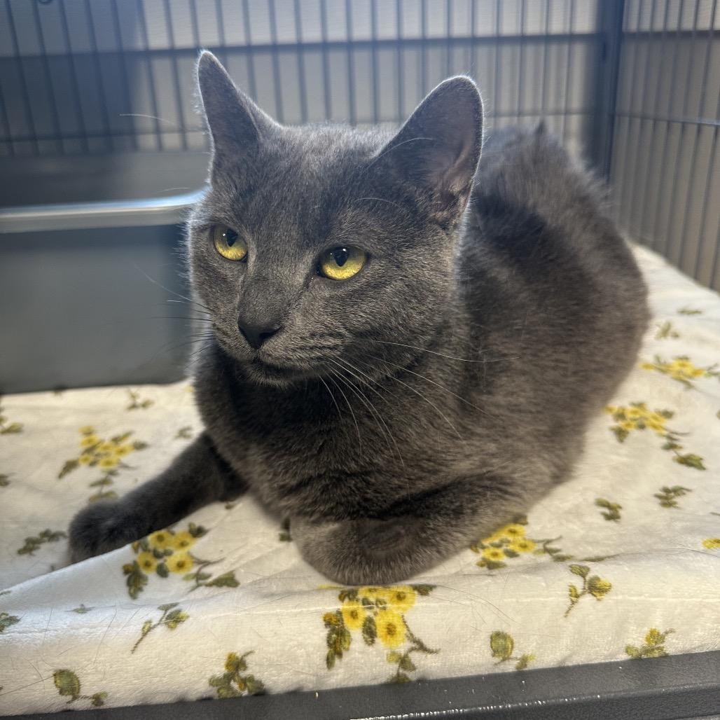 Springer, a Adoptable Domestic Short Hair in Puslinch, ON image 4/6