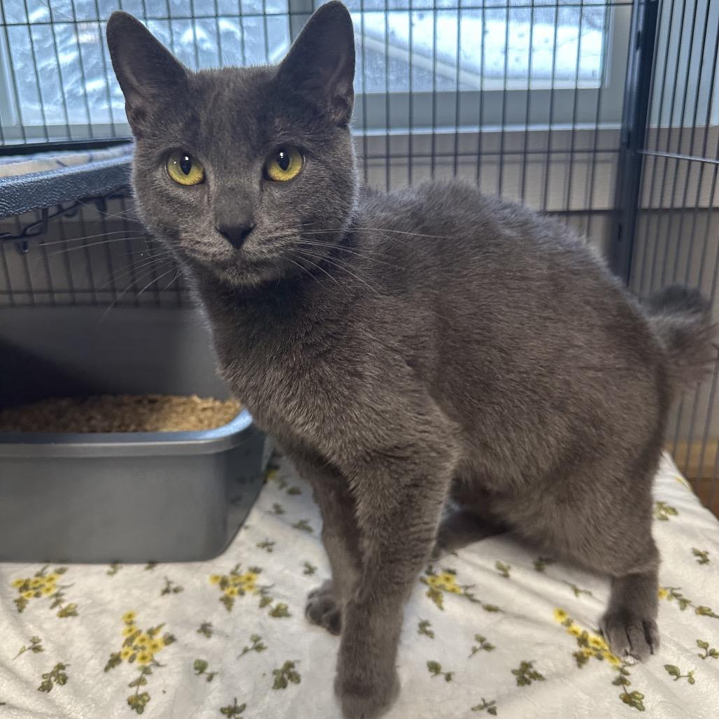 Springer, a Adoptable Domestic Short Hair in Puslinch, ON image 5/6