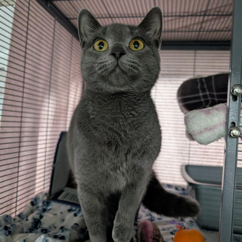 Springer, a Adoptable Domestic Short Hair in Puslinch, ON image 6/6