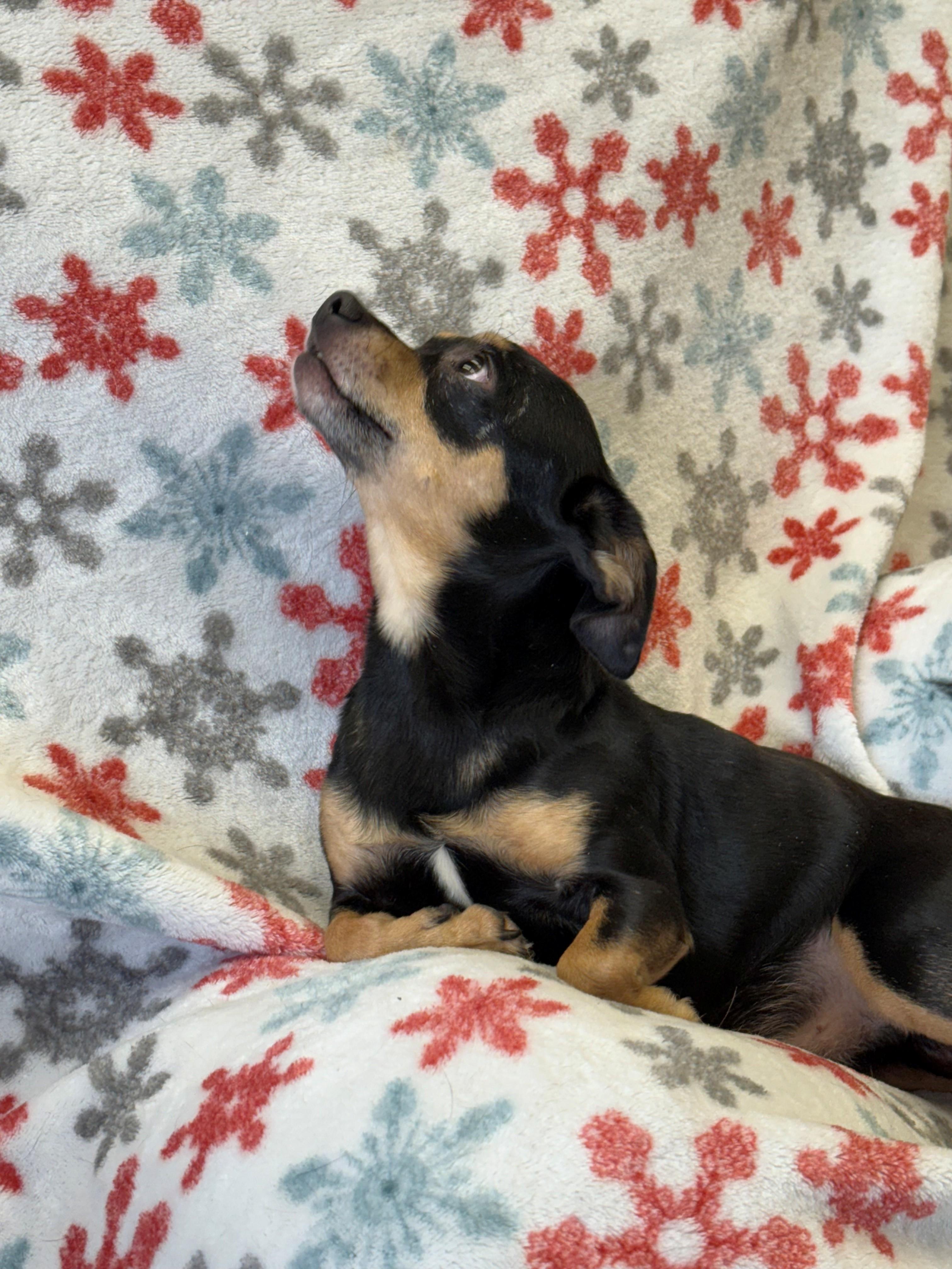 Dennis, ADOPTABLE, Adult Male Chihuahua.