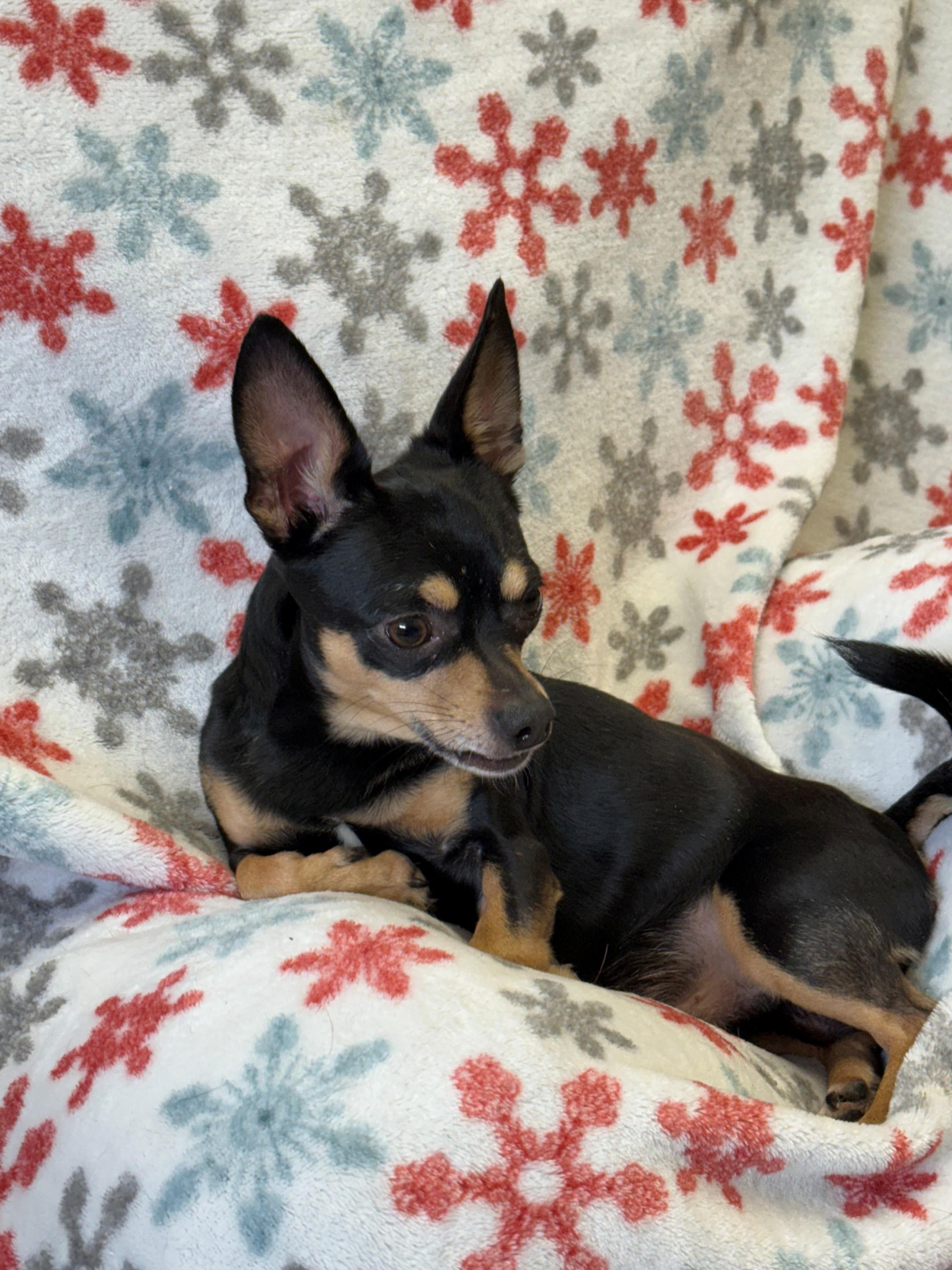 Dennis, a ADOPTABLE Chihuahua in Oakland, MD image 2/2