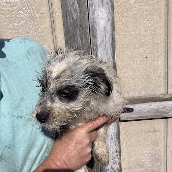 Enlarge Banjo, an adopted Terrier in Hopkinsville, KY image 3/3