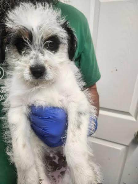 Enlarge Banjo, an adopted Terrier in Hopkinsville, KY image 2/3