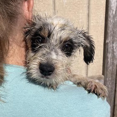 Banjo, adopted, Puppy Male Terrier.