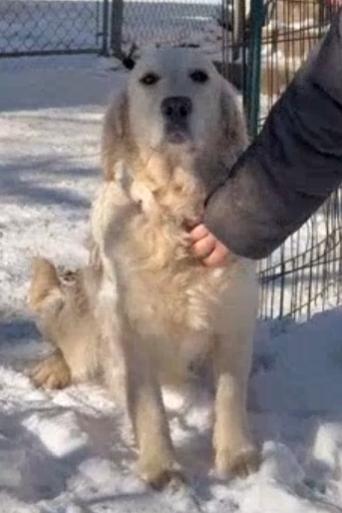 Enlarge Noelle, a ADOPTABLE Golden Retriever in Waterville, OH image 4/5