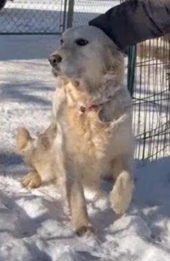 Enlarge Noelle, a ADOPTABLE Golden Retriever in Waterville, OH image 3/5