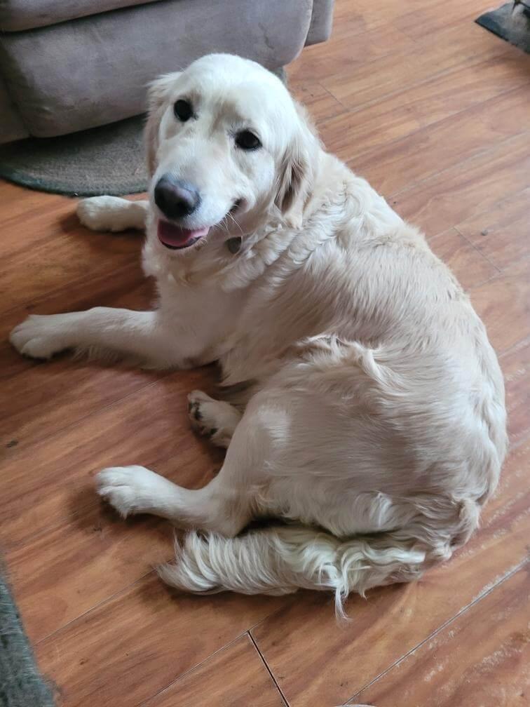 Enlarge Noelle, a ADOPTABLE Golden Retriever in Waterville, OH image 2/2