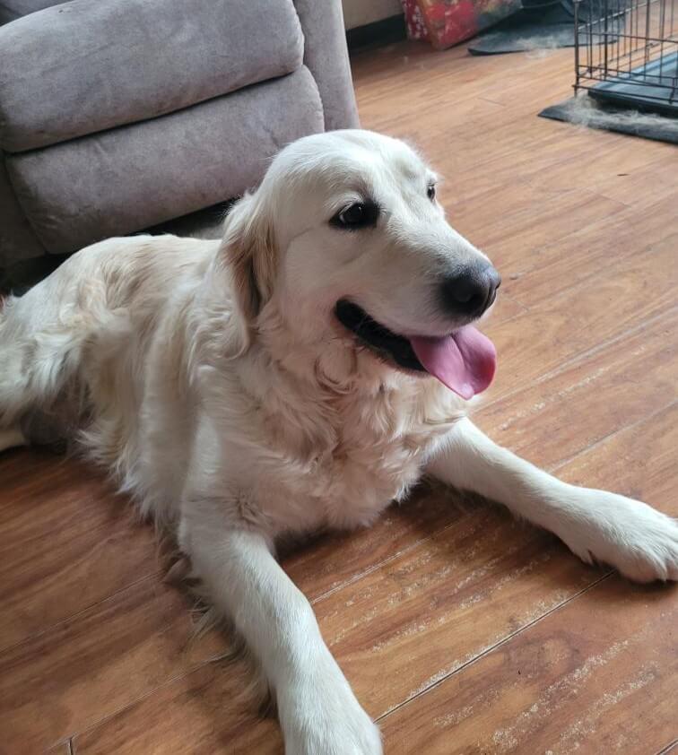 Noelle, ADOPTABLE, Adult Female Golden Retriever.
