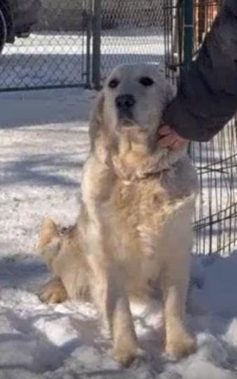 Enlarge Noelle, a ADOPTABLE Golden Retriever in Waterville, OH image 5/5