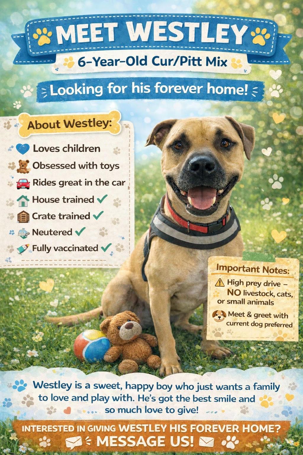 Enlarge WESLEY-Wonderfully Sweet, a Adoptable mixed breed in Waco, TX image 5/6