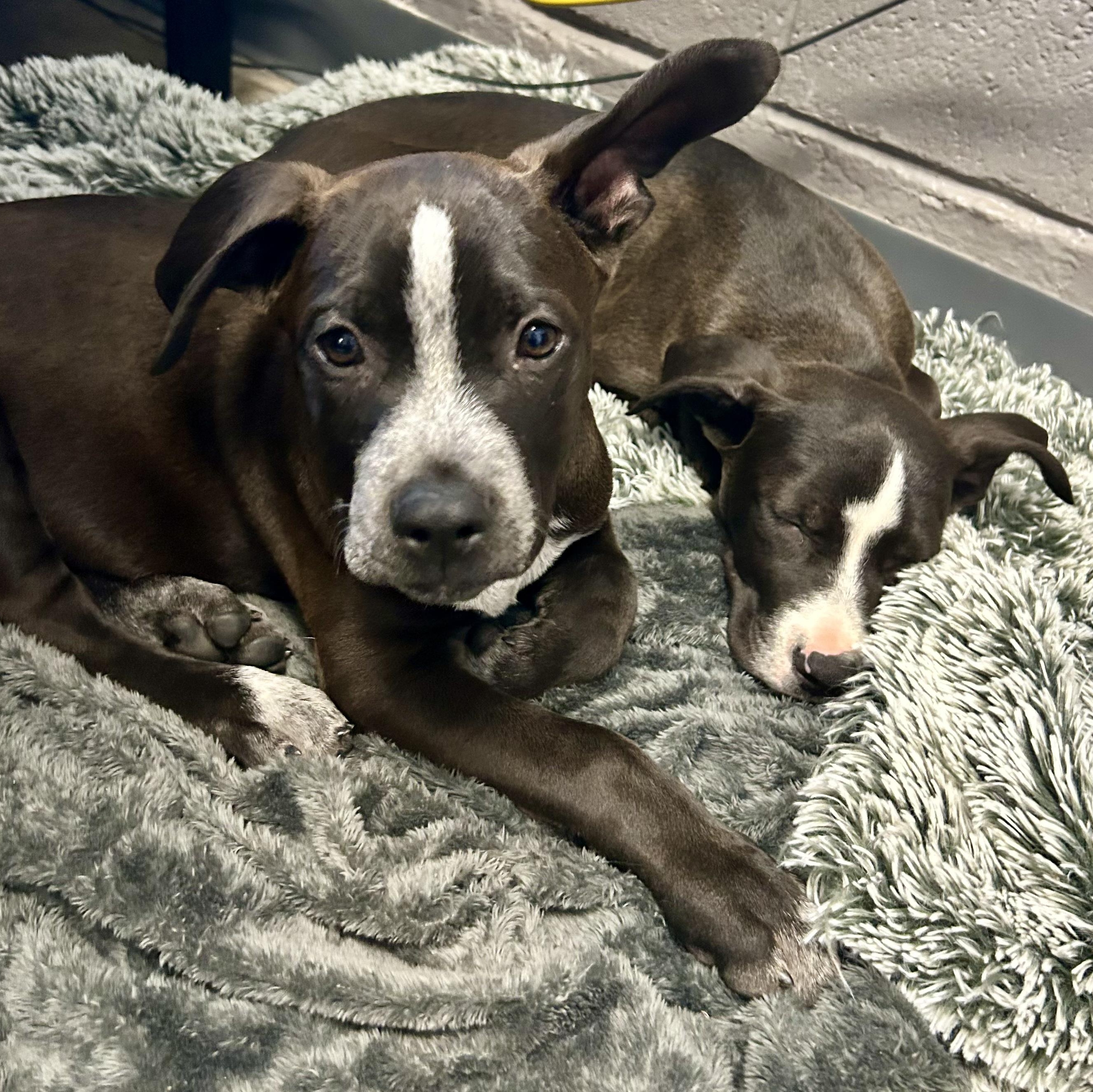 Lightning- Puppy! photo 5