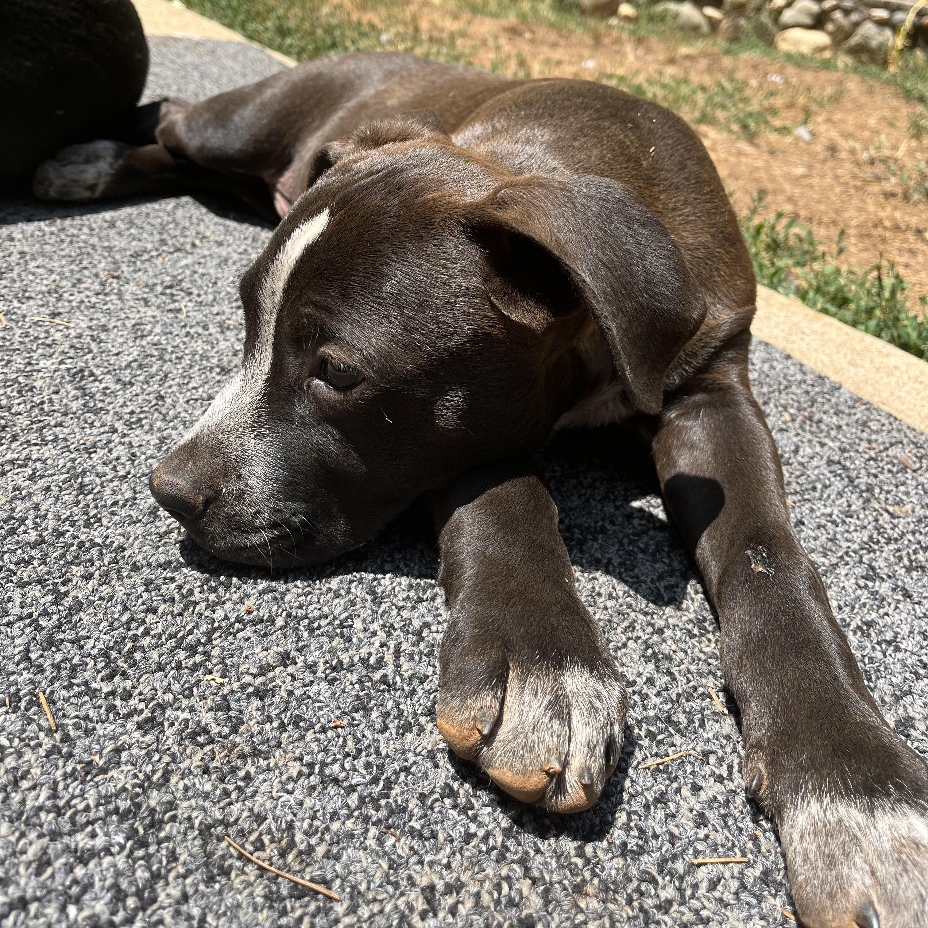 Lightning- Puppy! photo 4