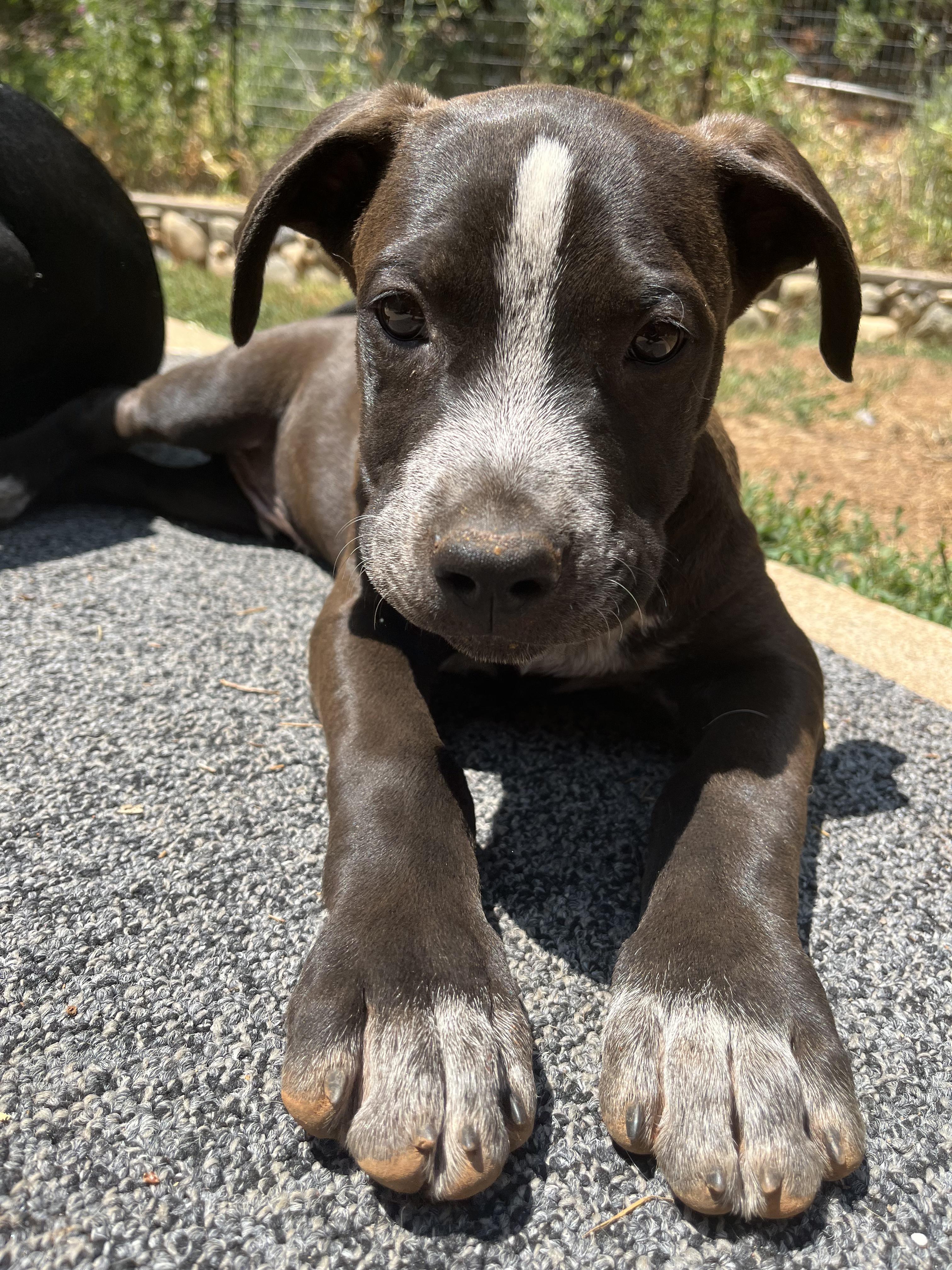 Lightning- Puppy! photo 2
