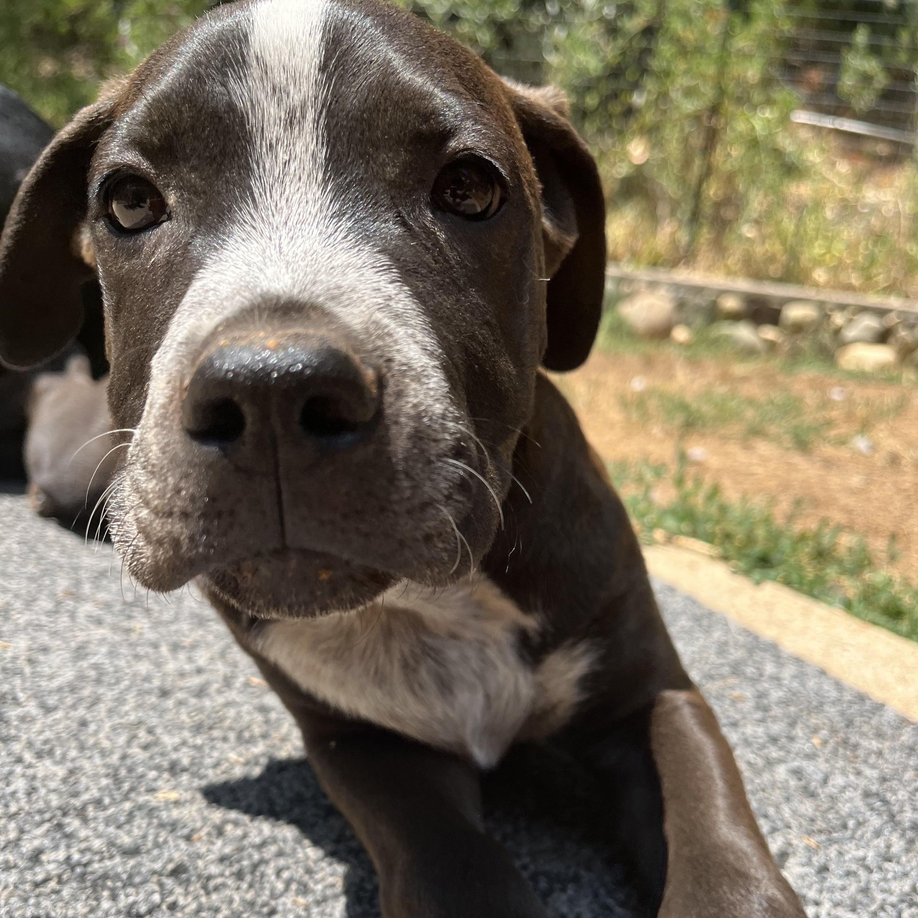 Lightning- Puppy! photo 1
