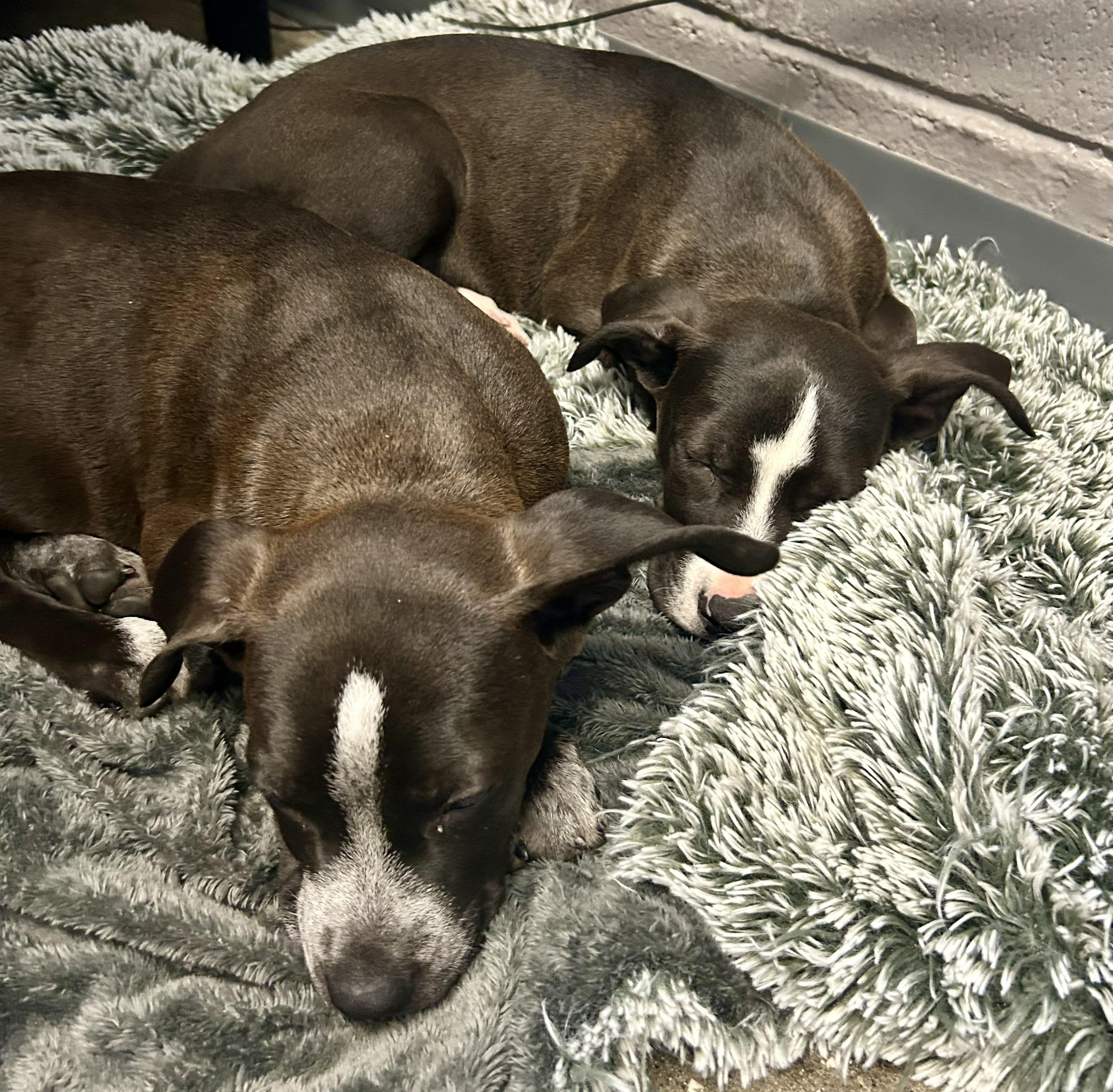 Lightning- Puppy! photo 6
