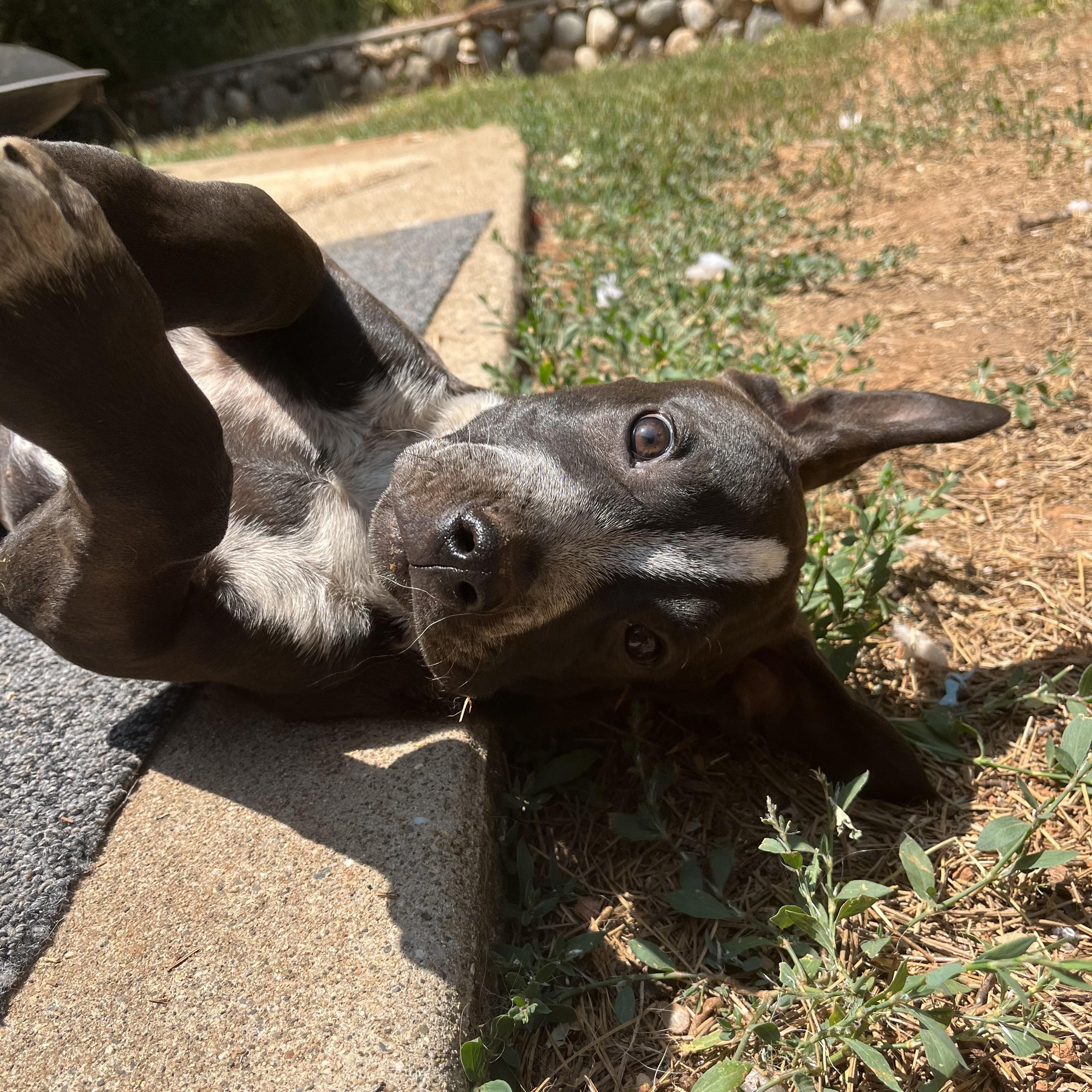 Lightning- Puppy! photo 3
