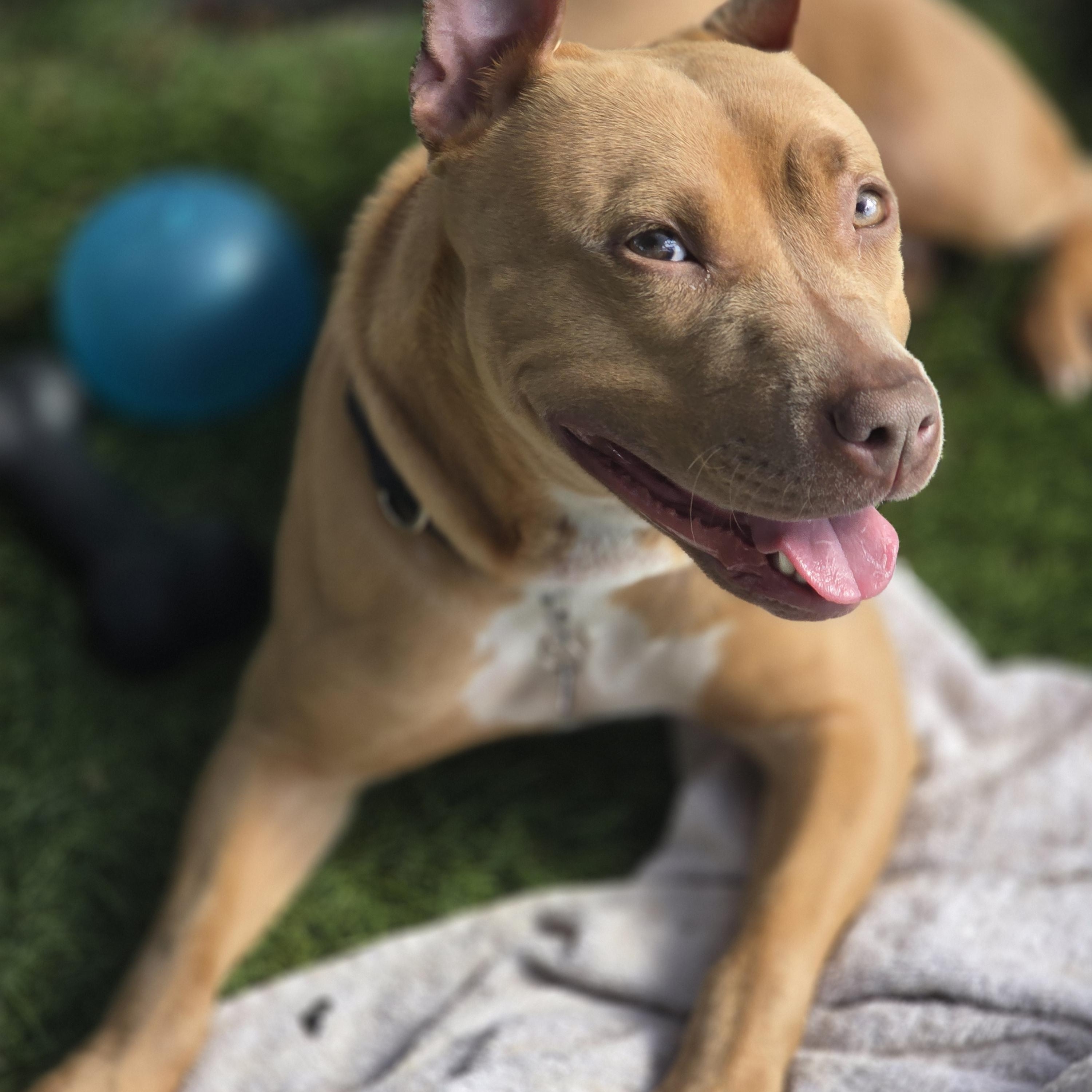 Hazel, a Adopted Pit Bull Terrier in Pembroke Pines, FL image 2/5