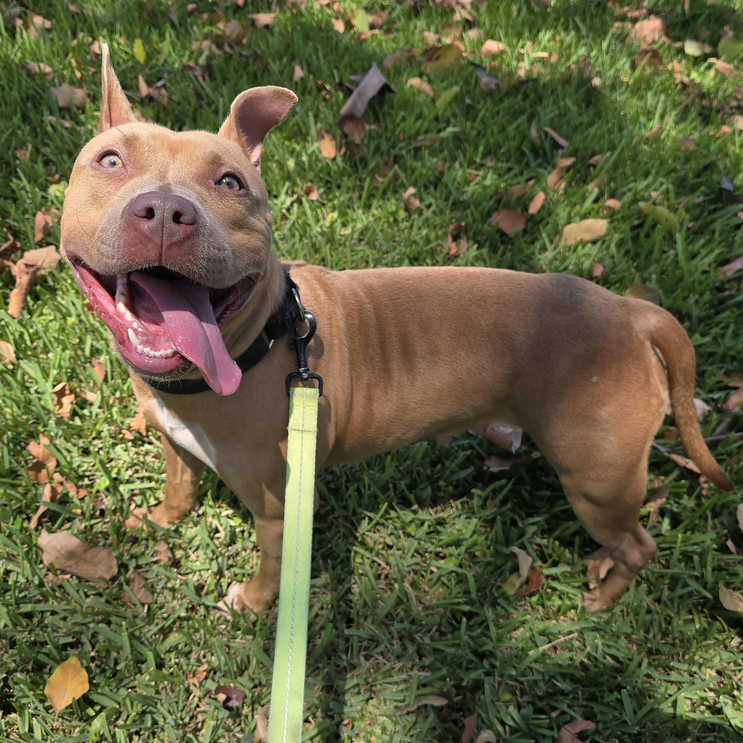 Hazel, a Adopted Pit Bull Terrier in Pembroke Pines, FL image 4/5