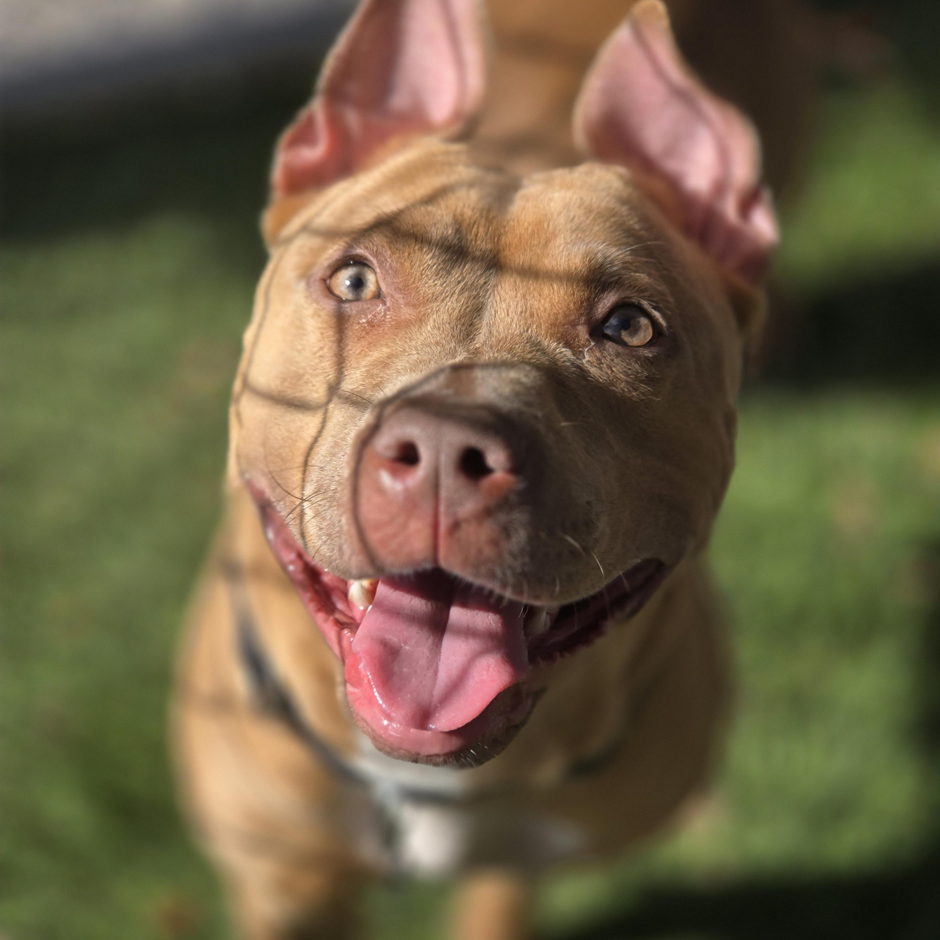 Hazel, a Adopted Pit Bull Terrier in Pembroke Pines, FL image 3/5