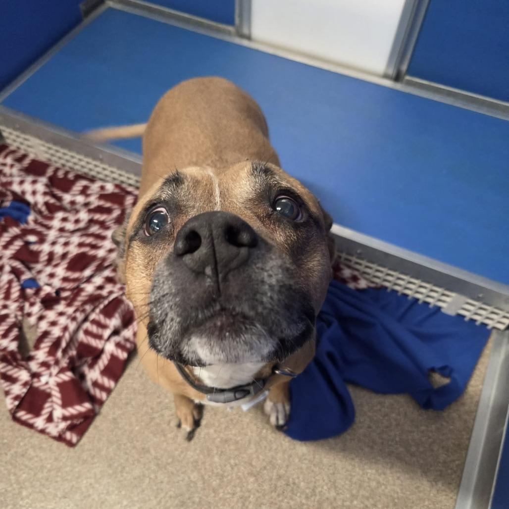 Enlarge Sadie, a Adoptable Mixed Breed in Ballston Spa, NY image 1/6