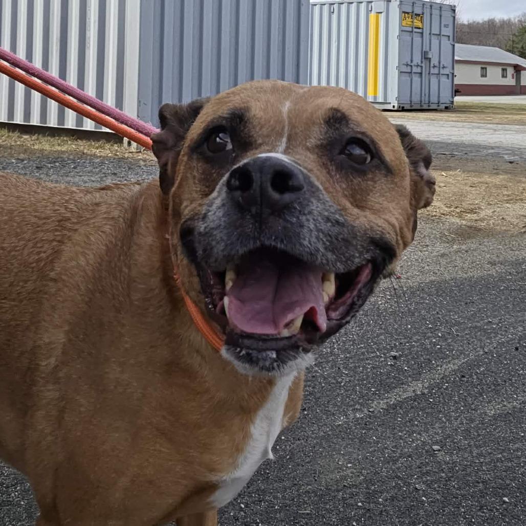 Enlarge Sadie, a Adoptable Mixed Breed in Ballston Spa, NY image 2/6