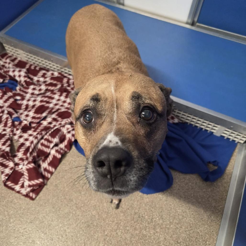 Enlarge Sadie, a Adoptable Mixed Breed in Ballston Spa, NY image 3/6