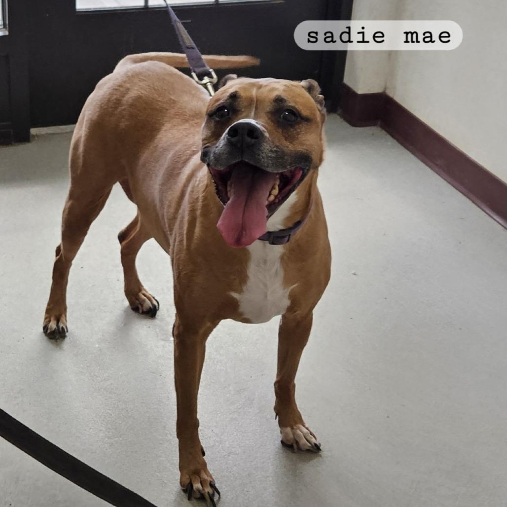 Enlarge Sadie, a Adoptable Mixed Breed in Ballston Spa, NY image 4/6
