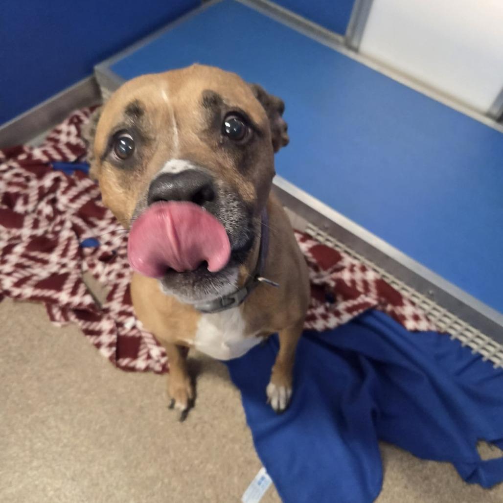 Enlarge Sadie, a Adoptable Mixed Breed in Ballston Spa, NY image 5/6