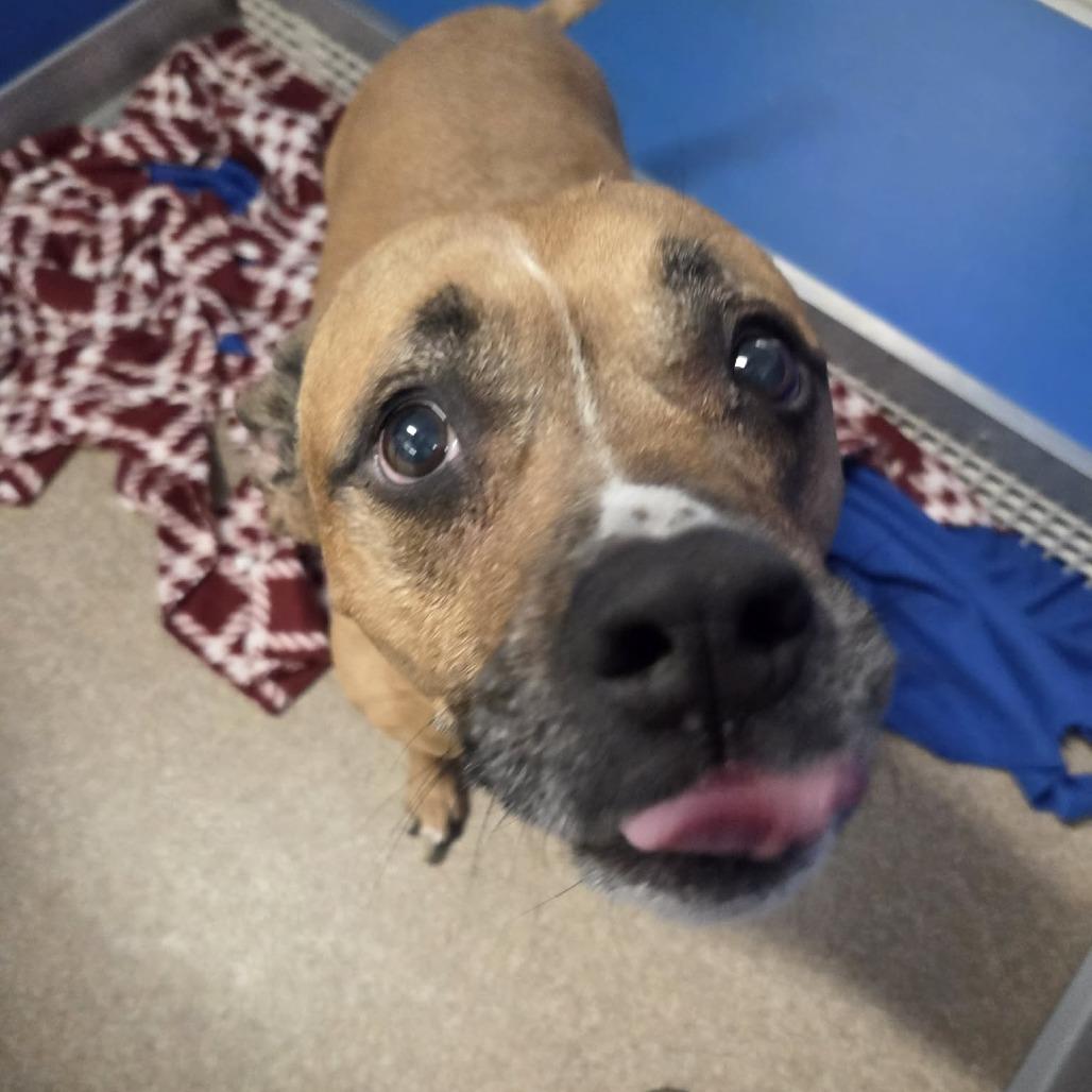 Enlarge Sadie, a Adoptable Mixed Breed in Ballston Spa, NY image 6/6