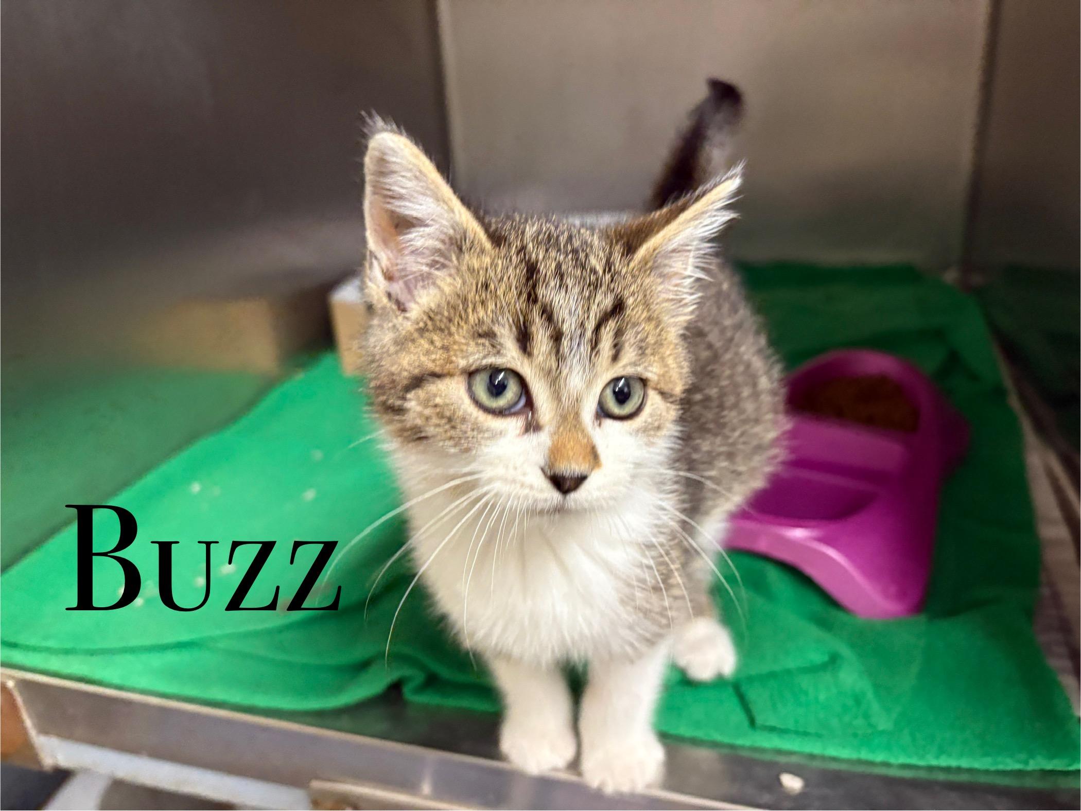 Buzz, an adoptable Domestic Short Hair in Craig, CO, 81625 | Photo Image 1