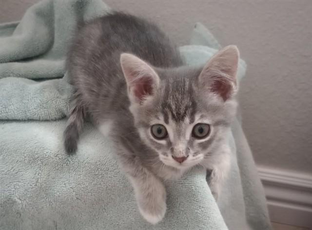 EMBER, Adoptable, Kitten Female Domestic Short Hair.