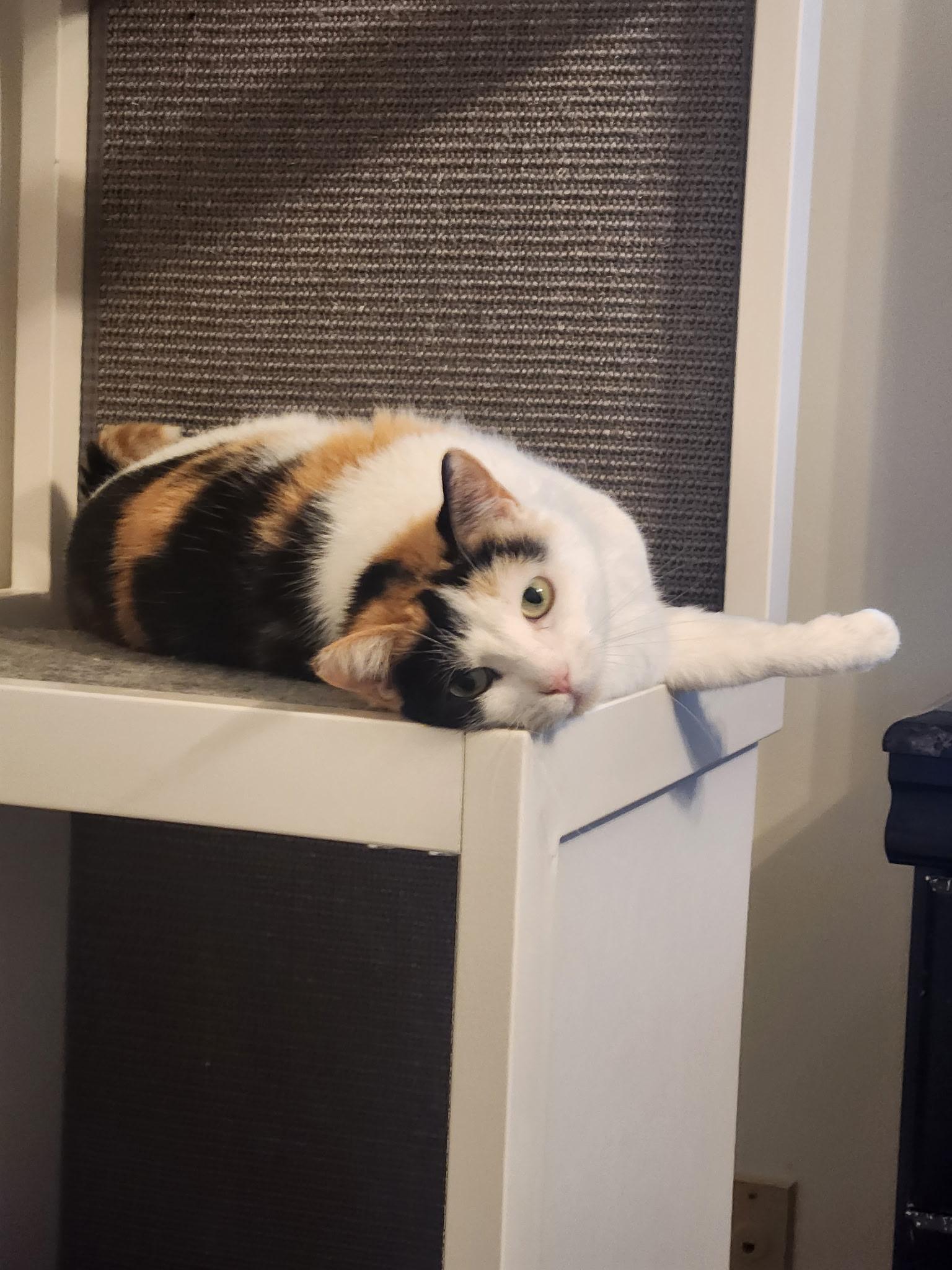 Kiki, a Adoptable Domestic Short Hair in Menasha, WI image 2/6