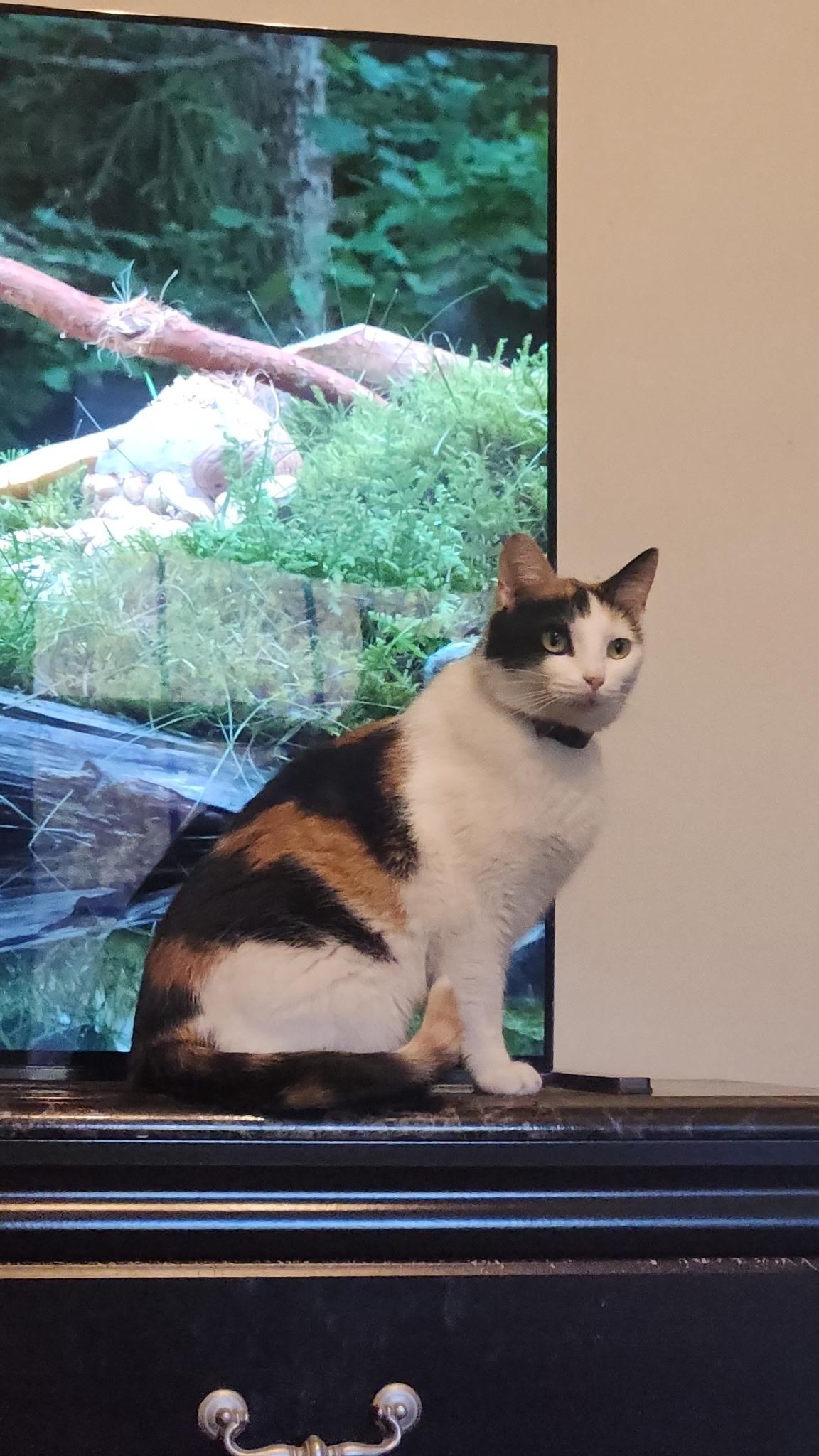 Kiki, a Adoptable Domestic Short Hair in Menasha, WI image 5/6