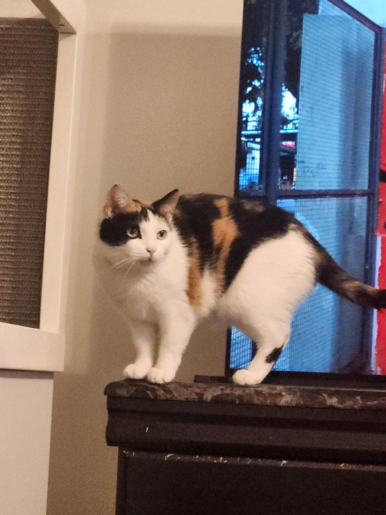 Kiki, a Adoptable Domestic Short Hair in Menasha, WI image 6/6