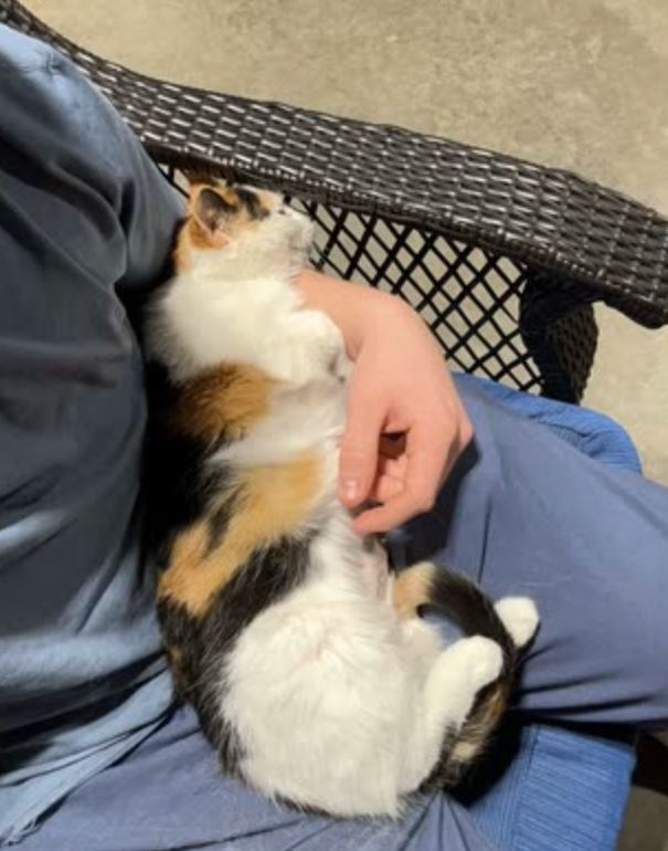 Kiki, a Adoptable Domestic Short Hair in Menasha, WI image 4/6