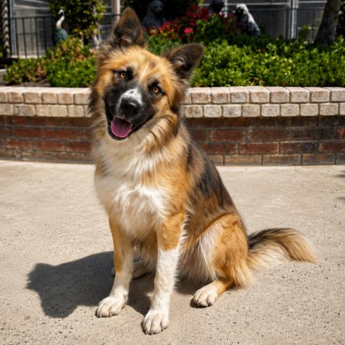 Enlarge Cheese, a Adoptable mixed breed in Lathrop, CA image 1/1