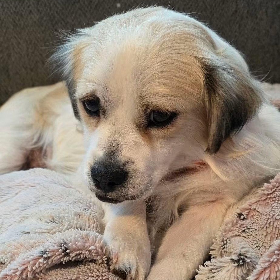 Teddy, Adoptable, Young Male Terrier.