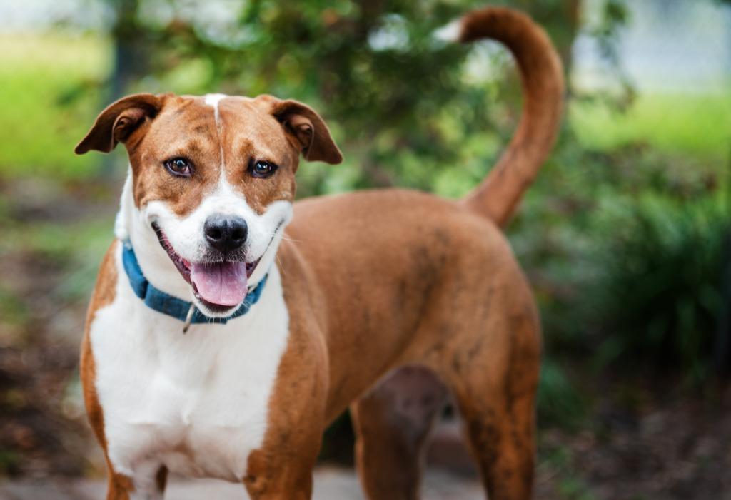 Quinn, Adoptable, Adult Female Mixed Breed.