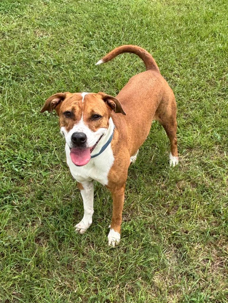 Enlarge Quinn, a Adoptable Mixed Breed in Ocala, FL image 4/6