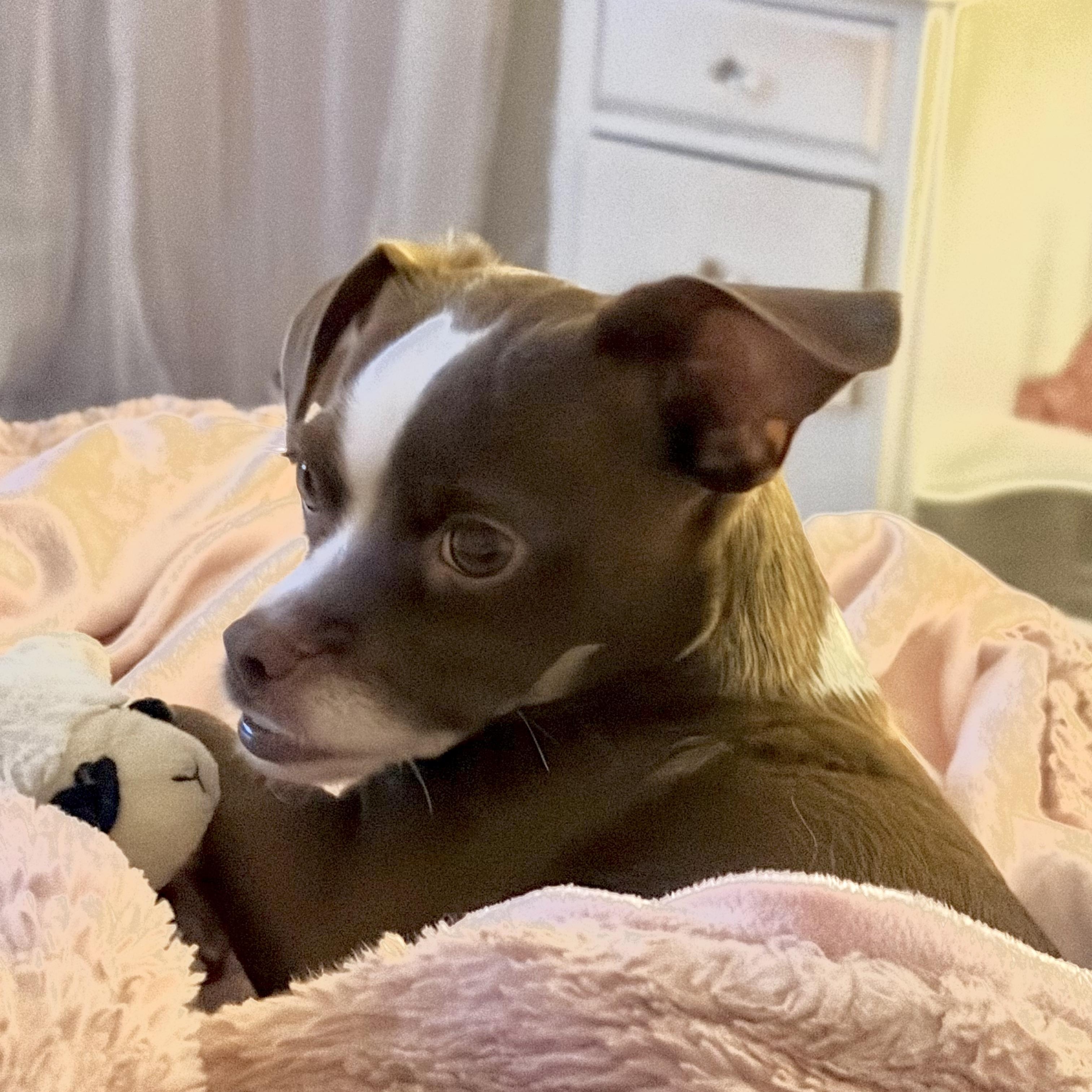 Diego, Adoptable, Young Male Terrier.