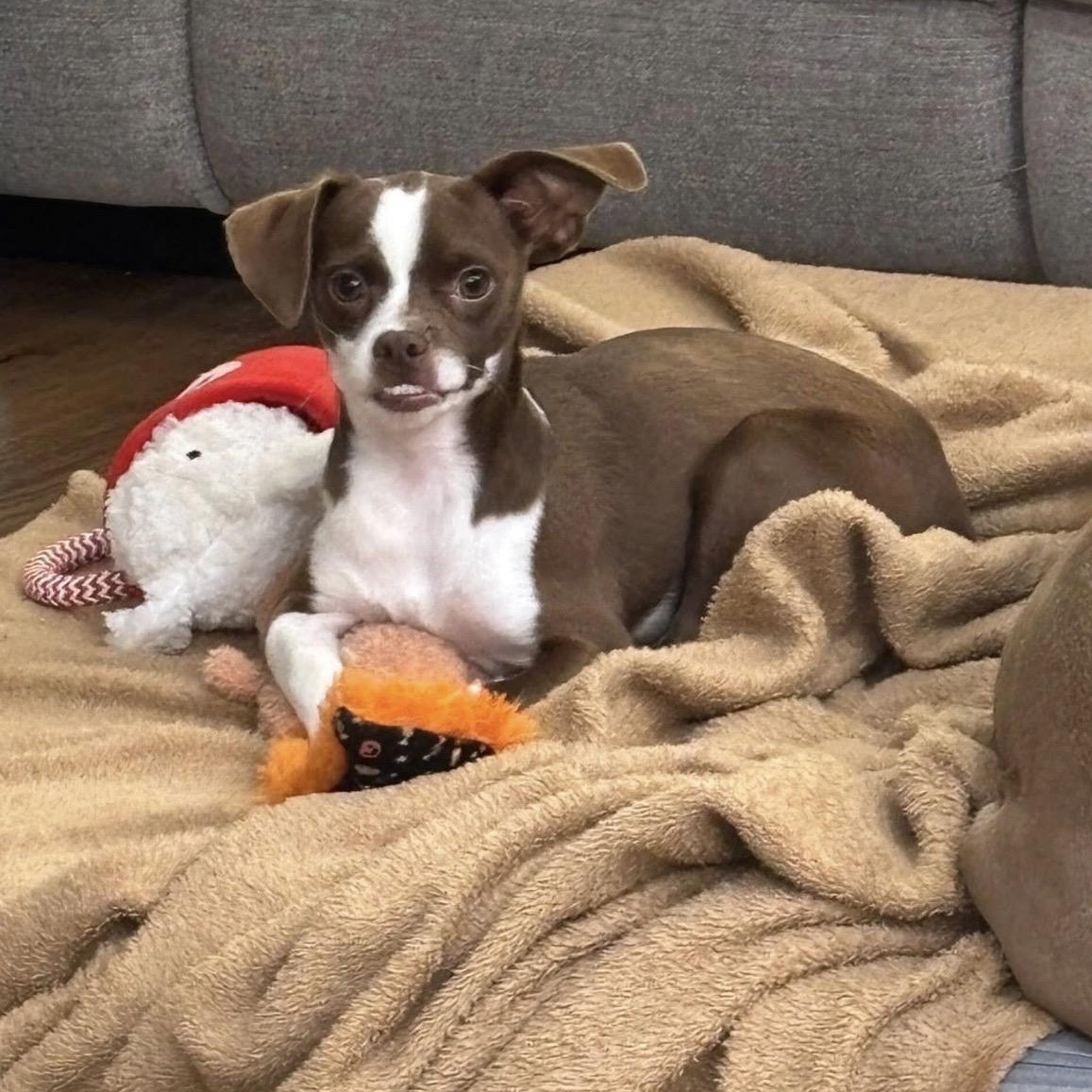 Enlarge Diego, a Adoptable mixed breed in Copiague, NY image 5/5