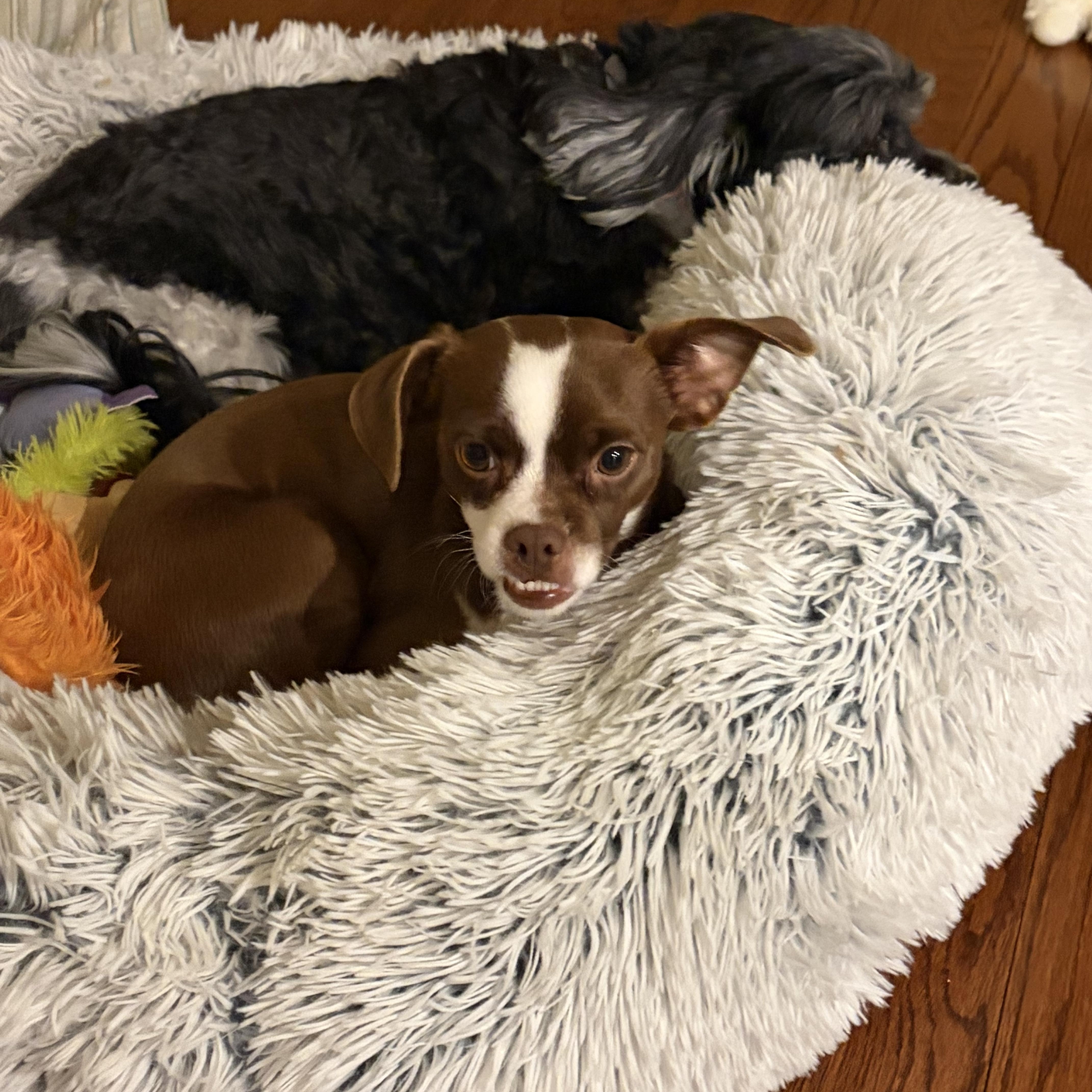 Enlarge Diego, a Adoptable mixed breed in Copiague, NY image 2/5