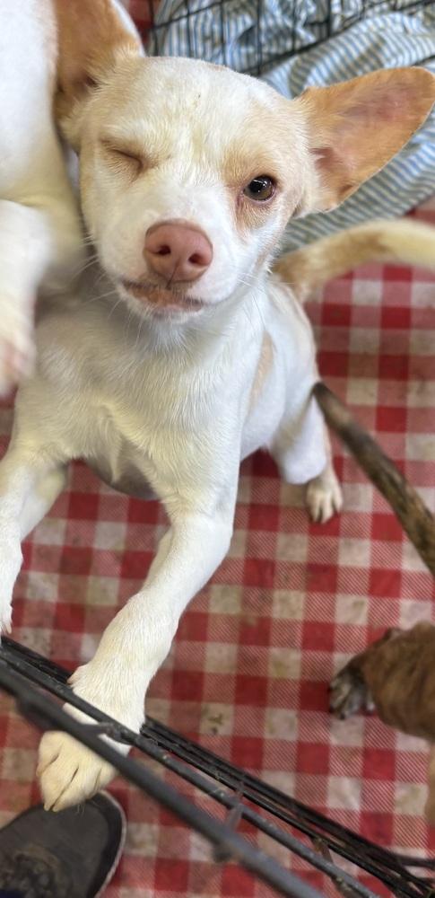 Sandshrew, Adopted, Puppy Male Chihuahua & Italian Greyhound.