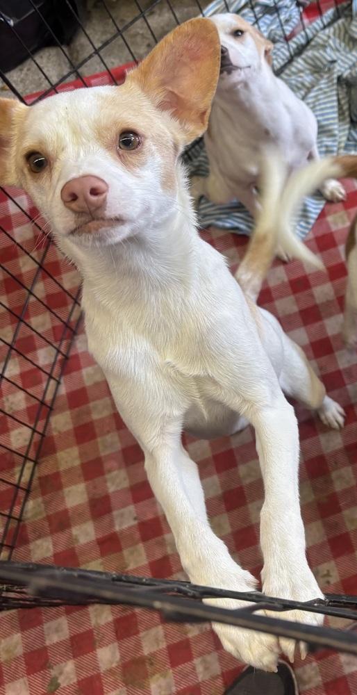 Sandshrew, a Adopted mixed breed in Herriman, UT image 2/3